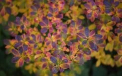 Swamp Azalea (Rhododendron Viscosum) - 1 Gallon Pot -Orchard Essence rhododendron viscosum swamp azalea 3 2