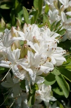 Swamp Azalea (Rhododendron Viscosum) - 1 Gallon Pot -Orchard Essence rhododendron viscosum swamp azalea 5