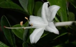 Swamp Azalea (Rhododendron Viscosum) - 1 Gallon Pot -Orchard Essence rhododendron viscosum swamp azalea 8