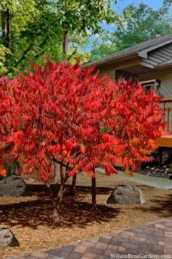 Staghorn Sumac (Rhus Typhina) - 1 Gallon Pot 14 Staghorn Sumac (Rhus Typhina) - 1 Gallon Pot -Orchard Essence rhus typhina staghorn sumac 10