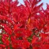 Staghorn Sumac (Rhus Typhina) - 1 Gallon Pot 1 Staghorn Sumac (Rhus Typhina) - 1 Gallon Pot -Orchard Essence rhus typhina staghorn sumac 11