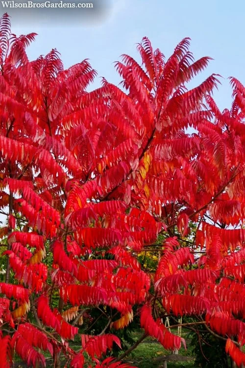 Staghorn Sumac (Rhus Typhina) - 1 Gallon Pot 3 Staghorn Sumac (Rhus Typhina) - 1 Gallon Pot