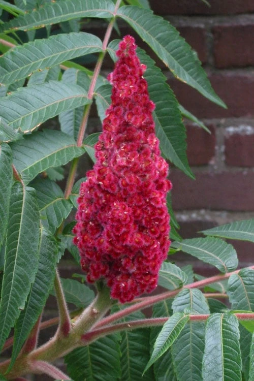 Staghorn Sumac (Rhus Typhina) - 1 Gallon Pot 9 Staghorn Sumac (Rhus Typhina) - 1 Gallon Pot - Image 7
