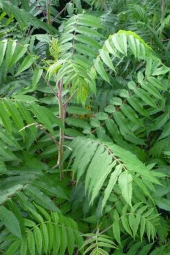 Staghorn Sumac (Rhus Typhina) - 1 Gallon Pot 15 Staghorn Sumac (Rhus Typhina) - 1 Gallon Pot -Orchard Essence rhus typhina staghorn sumac 3