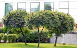 Staghorn Sumac (Rhus Typhina) - 1 Gallon Pot 13 Staghorn Sumac (Rhus Typhina) - 1 Gallon Pot -Orchard Essence rhus typhina staghorn sumac 5