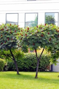 Staghorn Sumac (Rhus Typhina) - 1 Gallon Pot 17 Staghorn Sumac (Rhus Typhina) - 1 Gallon Pot -Orchard Essence rhus typhina staghorn sumac 7