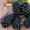 Prime Ark Horizon Blackberry Plant - 1 Gallon Pot -Orchard Essence rubus prime ark horizon blackberry 1