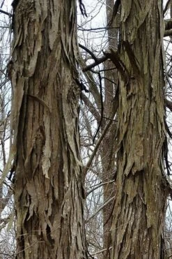 Shagbark Hickory Tree (Carya Ovata) - 3 Gallon Pot -Orchard Essence tree hickory shagbark 500x750 1
