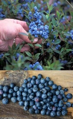 Wild Lowbush Blueberry Plant - 1 Gallon -Orchard Essence vaccinium angustifolium low bush blueberry 10
