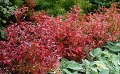 Wild Lowbush Blueberry Plant - 1 Gallon -Orchard Essence vaccinium angustifolium low bush blueberry 2