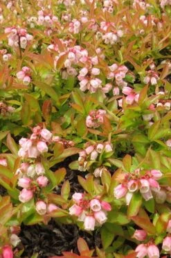 Wild Lowbush Blueberry Plant - 1 Gallon -Orchard Essence vaccinium angustifolium low bush blueberry 4