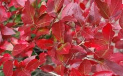 Wild Lowbush Blueberry Plant - 1 Gallon -Orchard Essence vaccinium angustifolium low bush blueberry 6