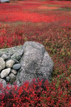 Wild Lowbush Blueberry Plant - 1 Gallon -Orchard Essence vaccinium angustifolium low bush blueberry 7