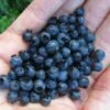 Wild Lowbush Blueberry Plant - 1 Gallon 2 Wild Lowbush Blueberry Plant - 1 Gallon -Orchard Essence vaccinium angustifolium low bush blueberry 8