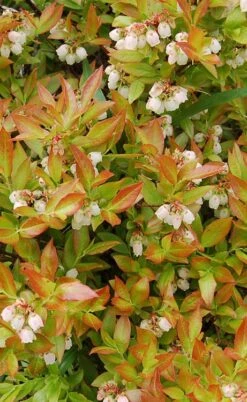 Wild Lowbush Blueberry Plant - 1 Gallon -Orchard Essence vaccinium angustifolium low bush blueberry 9