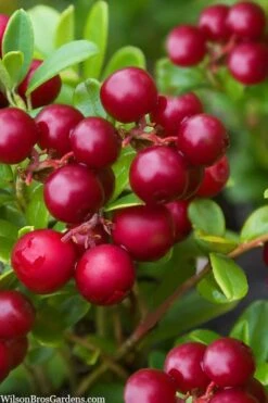 Red Candy Ligonberry (Vaccinum Vitis-idaea) - 1 Gallon 9 Red Candy Ligonberry (Vaccinum Vitis-idaea) - 1 Gallon -Orchard Essence vaccinum vitis idaea red candy ligonberry 2