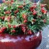 Red Candy Ligonberry (Vaccinum Vitis-idaea) - 1 Gallon -Orchard Essence vaccinum vitis idaea red candy ligonberry 3
